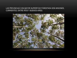 LAS PROVINCIAS CON MAYOR SUPERFICIE FORESTADA SON MISIONES,
CORRIENTES, ENTRE RÍOS Y BUENOS AIRES.
 