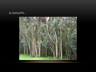 …EL EUCALIPTO…
 