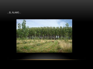 …EL ÁLAMO…
 