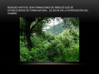 BOSQUES NATIVOS: SON FORMACIONES DE ÁRBOLES QUE SE
ESTABLECIERON DE FORMA NATURAL , ES DECIR SIN LA INTERVENCIÓN DEL
HOMBRE
 