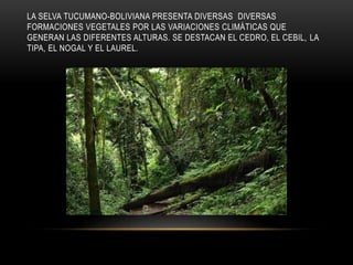 LA SELVA TUCUMANO-BOLIVIANA PRESENTA DIVERSAS DIVERSAS
FORMACIONES VEGETALES POR LAS VARIACIONES CLIMÁTICAS QUE
GENERAN LAS DIFERENTES ALTURAS. SE DESTACAN EL CEDRO, EL CEBIL, LA
TIPA, EL NOGAL Y EL LAUREL.
 