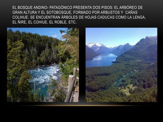 EL BOSQUE ANDINO- PATAGÓNICO PRESENTA DOS PISOS: EL ARBÓREO DE
GRAN ALTURA Y EL SOTOBOSQUE, FORMADO POR ARBUSTOS Y CAÑAS
COLIHUE. SE ENCUENTRAN ÁRBOLES DE HOJAS CADUCAS COMO LA LENGA,
EL ÑIRE, EL COHIUE, EL ROBLE, ETC.
 