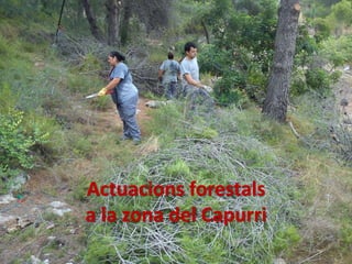 Actuacions forestals
a la zona del Capurri
 