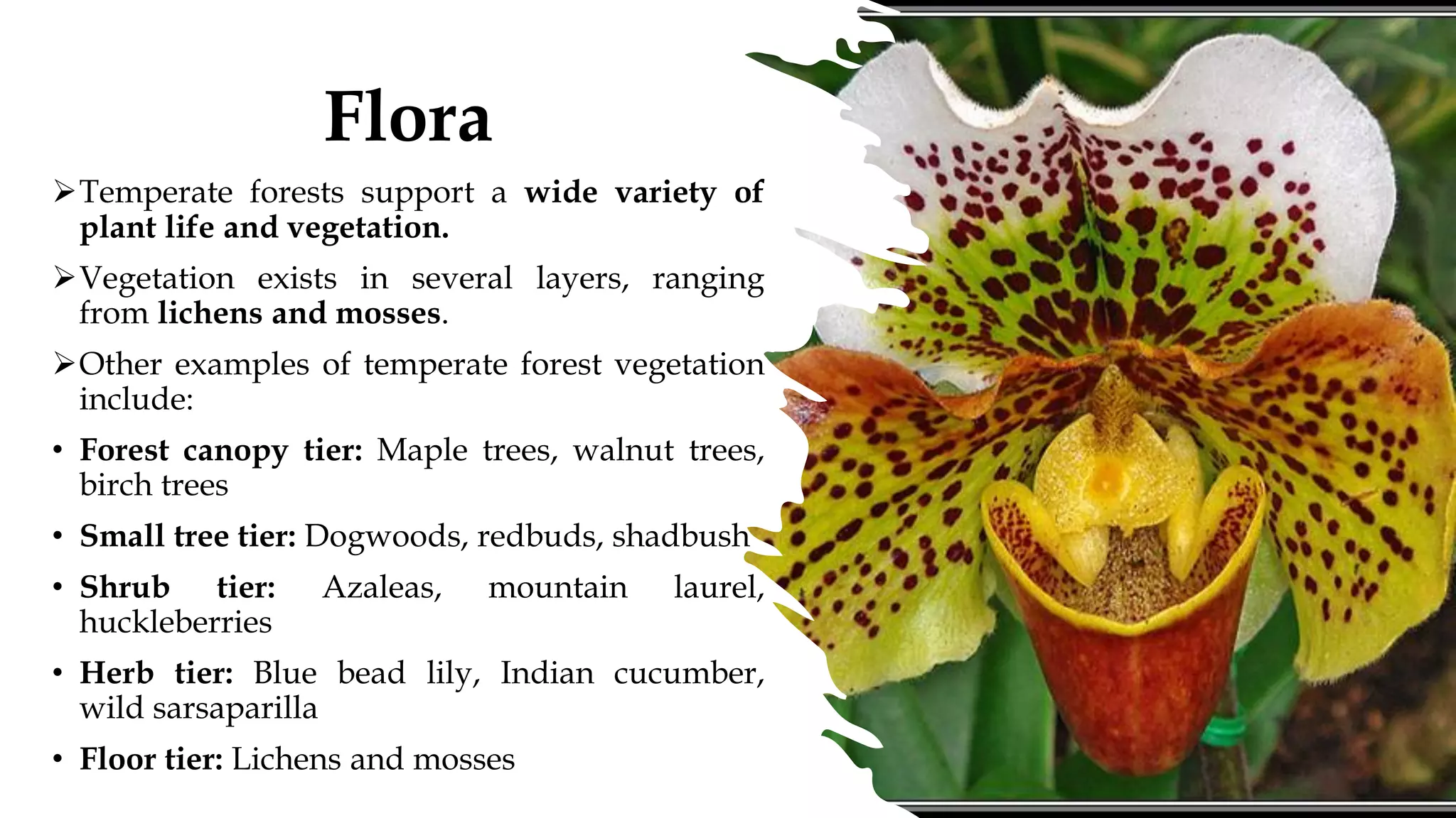 Flora
➢Temperate forests support a wide variety of
plant life and vegetation.
➢Vegetation exists in several layers, ranging
from lichens and mosses.
➢Other examples of temperate forest vegetation
include:
• Forest canopy tier: Maple trees, walnut trees,
birch trees
• Small tree tier: Dogwoods, redbuds, shadbush
• Shrub tier: Azaleas, mountain laurel,
huckleberries
• Herb tier: Blue bead lily, Indian cucumber,
wild sarsaparilla
• Floor tier: Lichens and mosses
 