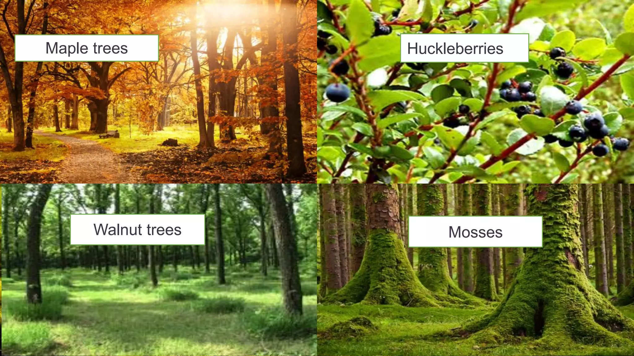 12
Maple trees Huckleberries
Walnut trees Mosses
 