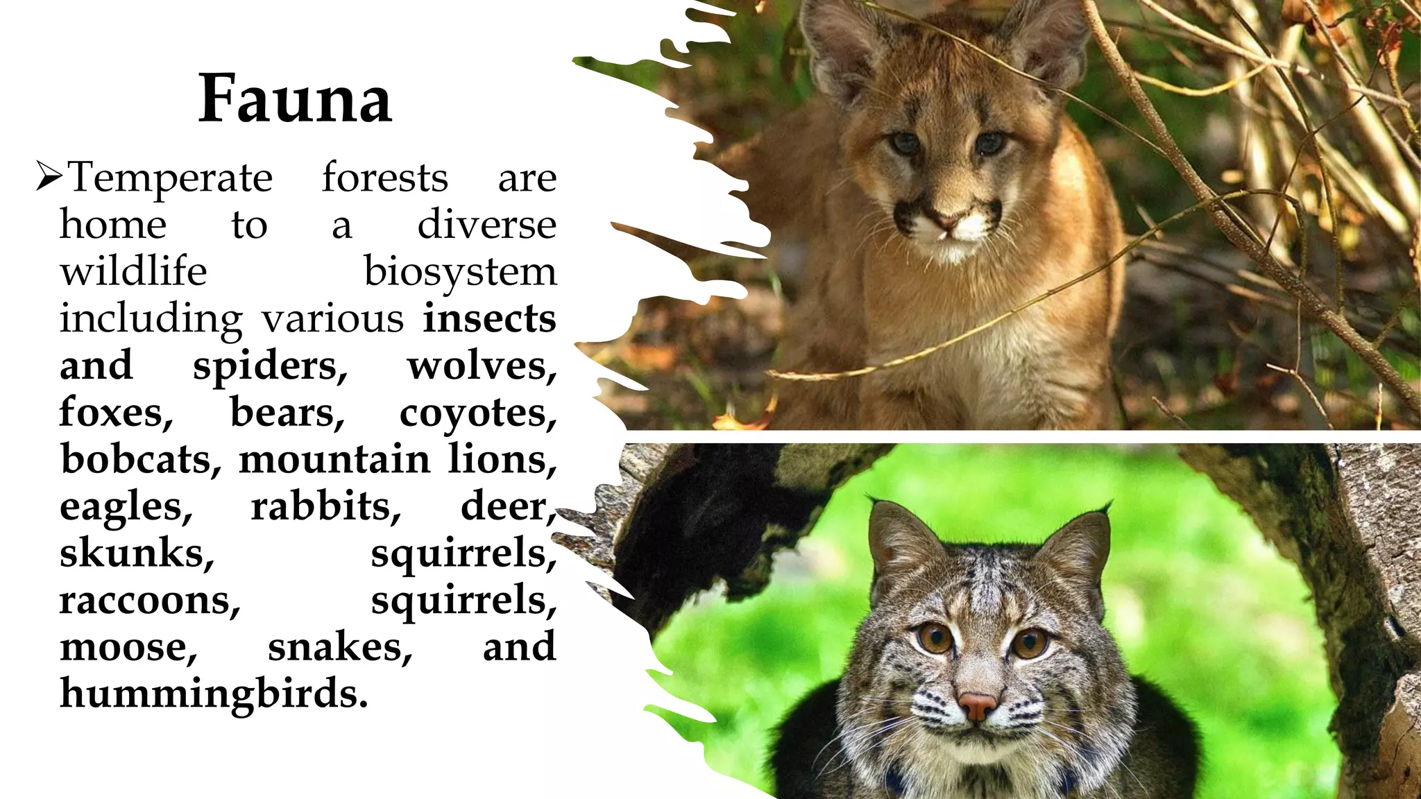 Fauna
➢Temperate forests are
home to a diverse
wildlife biosystem
including various insects
and spiders, wolves,
foxes, bears, coyotes,
bobcats, mountain lions,
eagles, rabbits, deer,
skunks, squirrels,
raccoons, squirrels,
moose, snakes, and
hummingbirds.
 