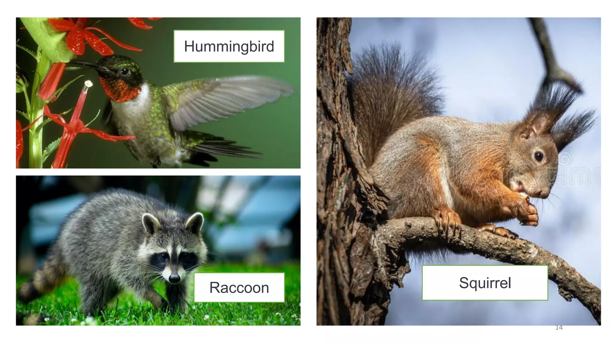 14
Hummingbird
Raccoon Squirrel
 