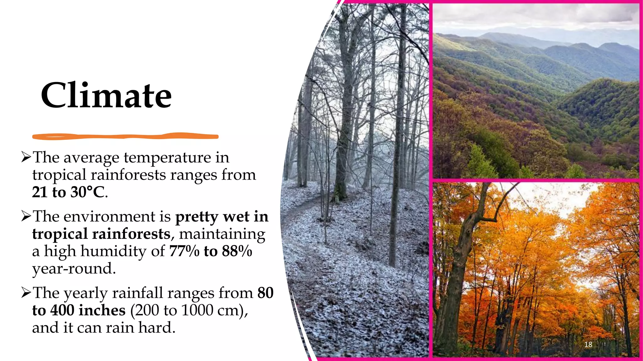 Climate
➢The average temperature in
tropical rainforests ranges from
21 to 30°C.
➢The environment is pretty wet in
tropical rainforests, maintaining
a high humidity of 77% to 88%
year-round.
➢The yearly rainfall ranges from 80
to 400 inches (200 to 1000 cm),
and it can rain hard.
18
 