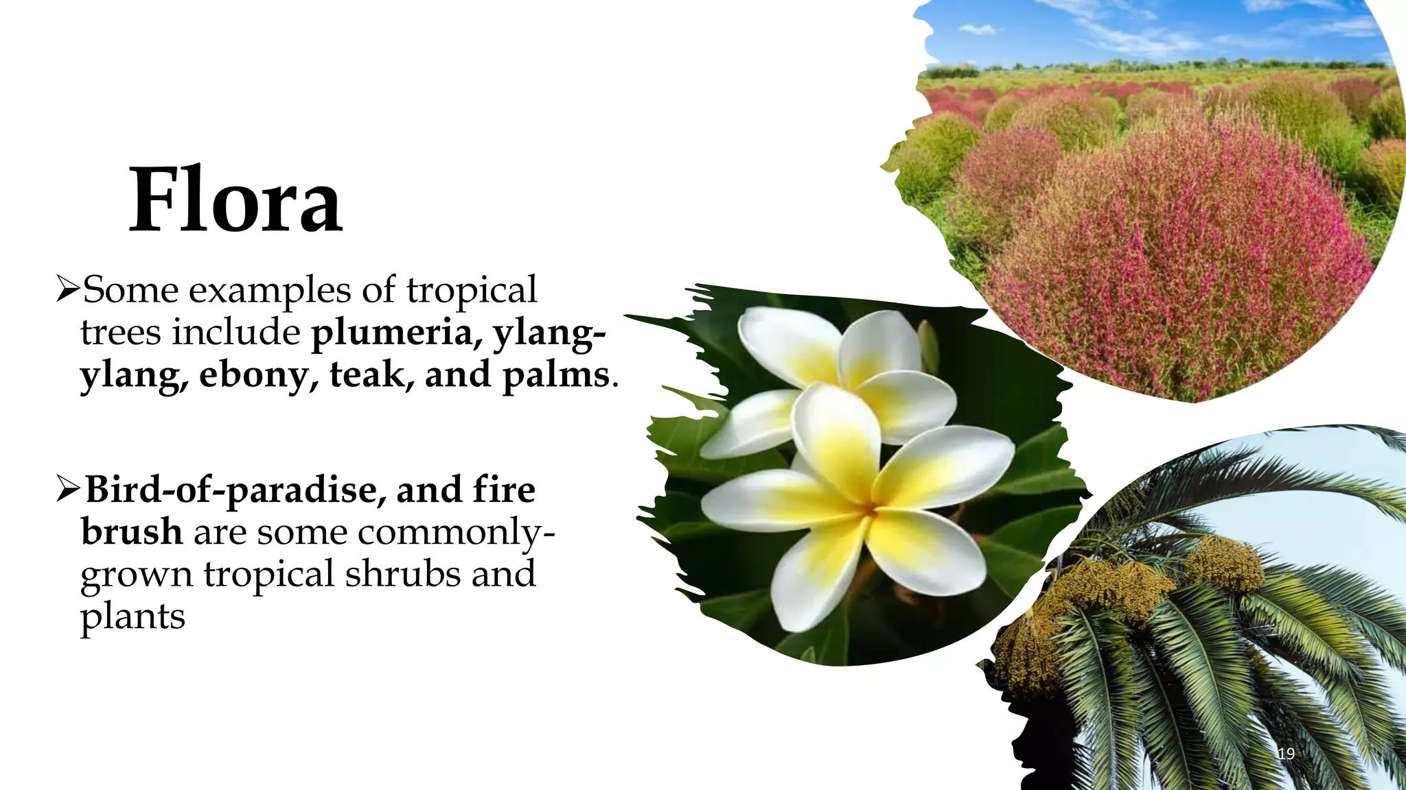 Flora
➢Some examples of tropical
trees include plumeria, ylang-
ylang, ebony, teak, and palms.
➢Bird-of-paradise, and fire
brush are some commonly-
grown tropical shrubs and
plants
19
 