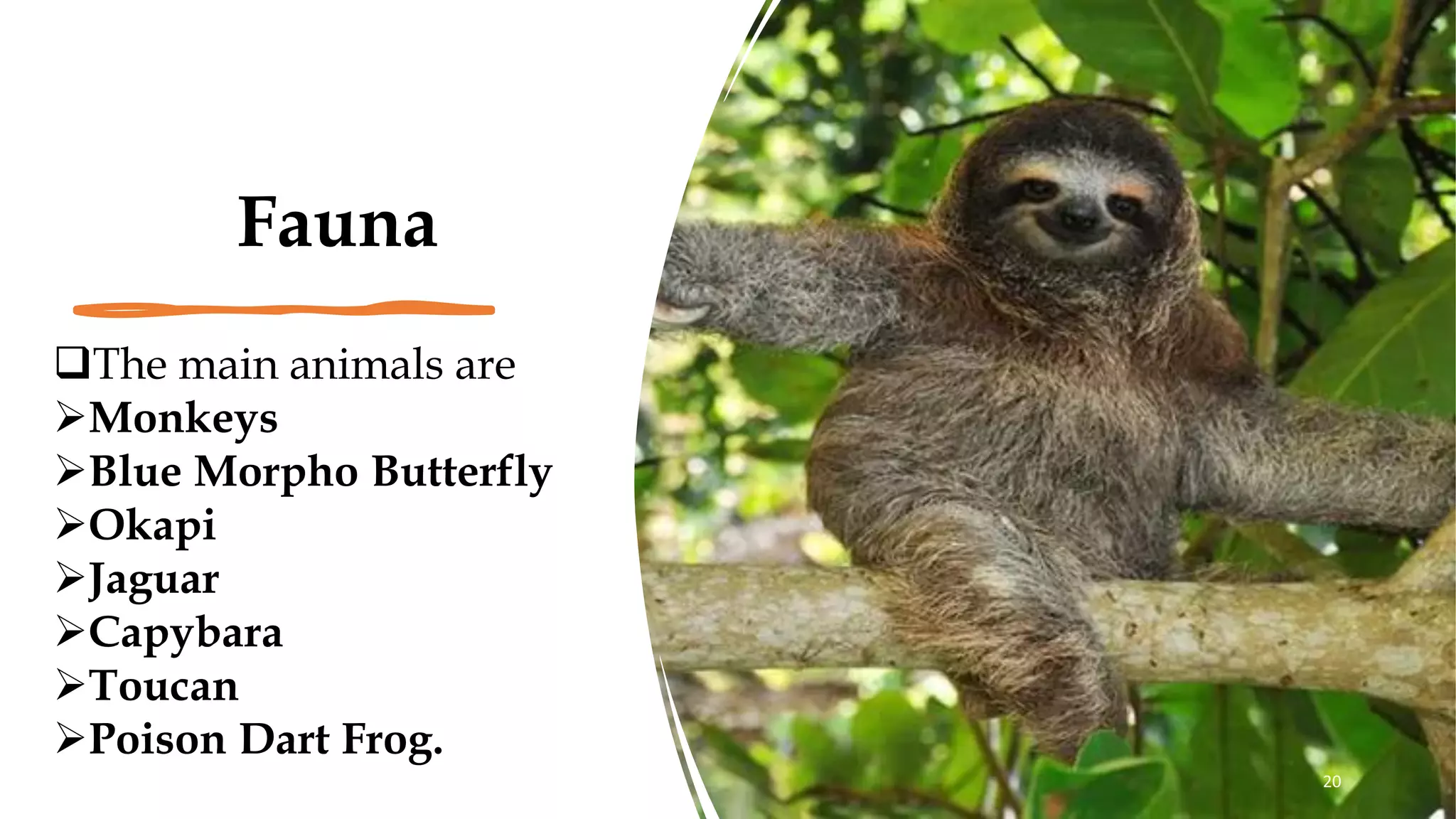 Fauna
❑The main animals are
➢Monkeys
➢Blue Morpho Butterfly
➢Okapi
➢Jaguar
➢Capybara
➢Toucan
➢Poison Dart Frog.
20
 