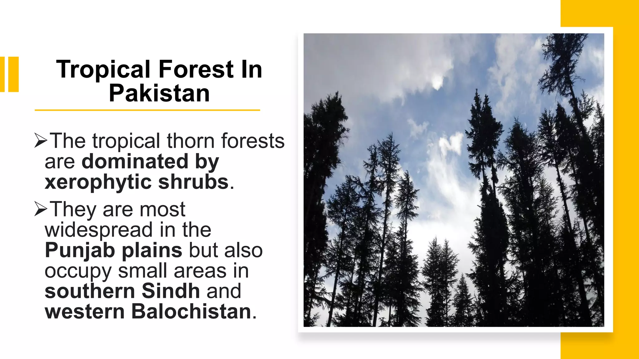 Tropical Forest In
Pakistan
➢The tropical thorn forests
are dominated by
xerophytic shrubs.
➢They are most
widespread in the
Punjab plains but also
occupy small areas in
southern Sindh and
western Balochistan.
 