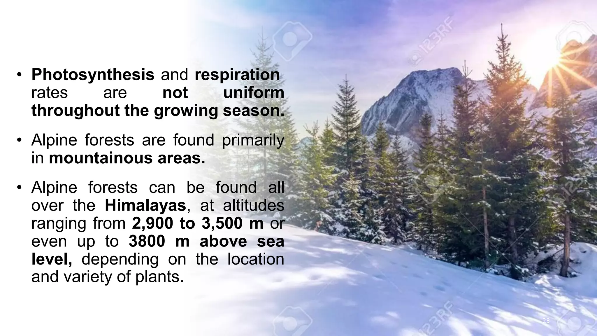 • Photosynthesis and respiration
rates are not uniform
throughout the growing season.
• Alpine forests are found primarily
in mountainous areas.
• Alpine forests can be found all
over the Himalayas, at altitudes
ranging from 2,900 to 3,500 m or
even up to 3800 m above sea
level, depending on the location
and variety of plants.
23
 