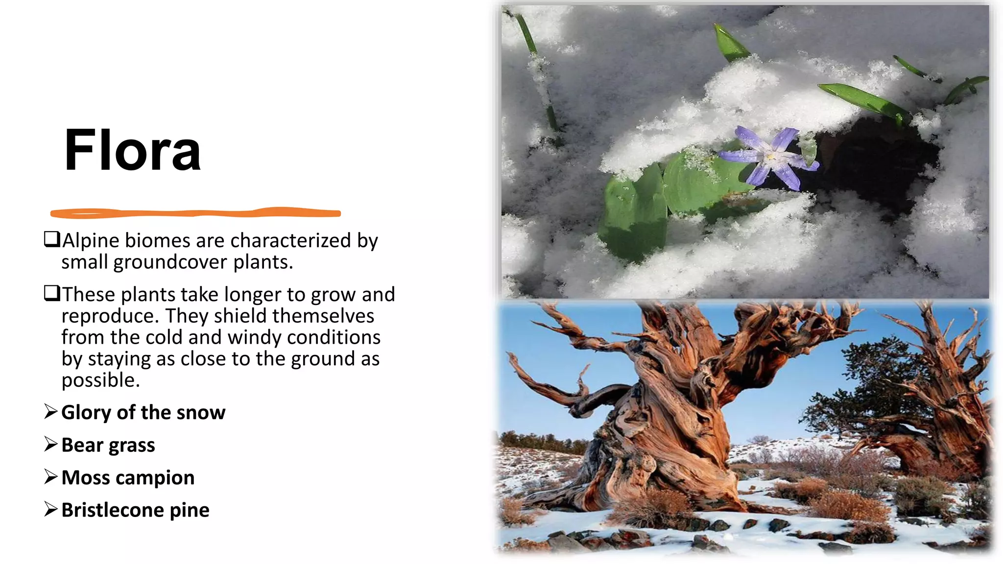 Flora
❑Alpine biomes are characterized by
small groundcover plants.
❑These plants take longer to grow and
reproduce. They shield themselves
from the cold and windy conditions
by staying as close to the ground as
possible.
➢Glory of the snow
➢Bear grass
➢Moss campion
➢Bristlecone pine
26
 