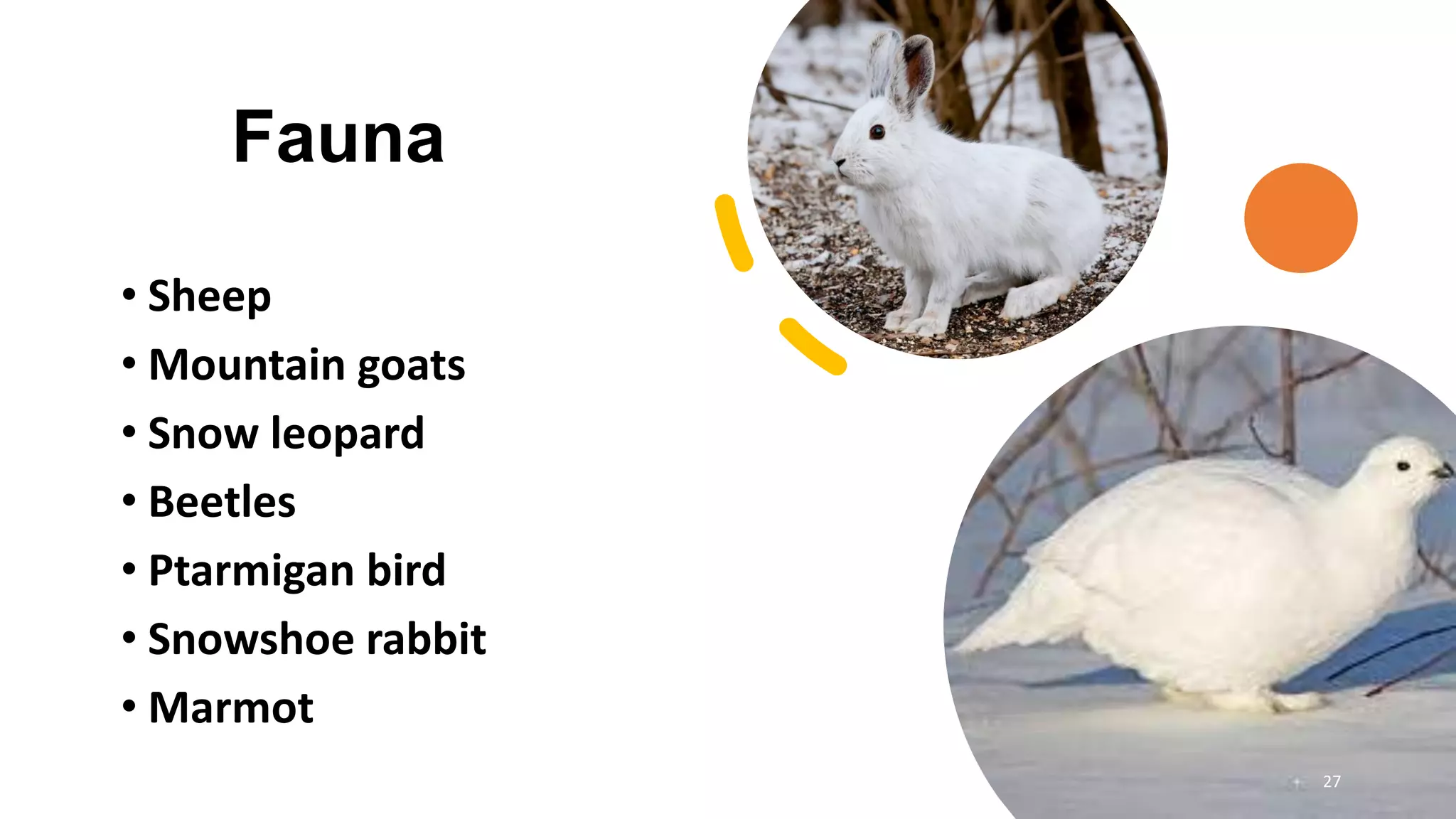Fauna
• Sheep
• Mountain goats
• Snow leopard
• Beetles
• Ptarmigan bird
• Snowshoe rabbit
• Marmot
27
 