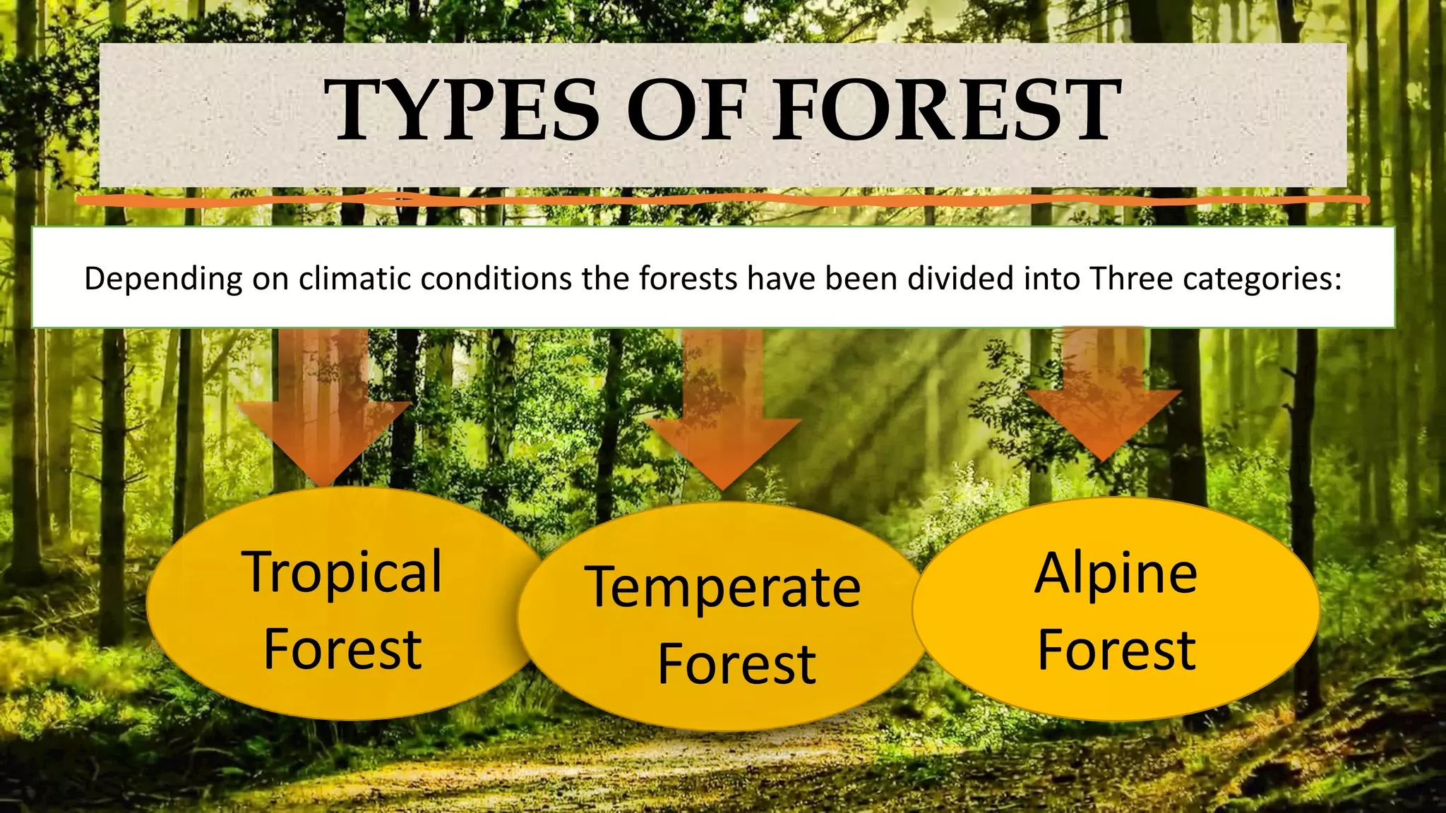 TYPES OF FOREST
Tropical
Forest
Temperate
Forest
Depending on climatic conditions the forests have been divided into Three categories:
Alpine
Forest
 