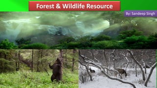 Forest & Wildlife Resource
By: Sandeep Singh
 