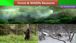 Forest and wildlife | PPTX