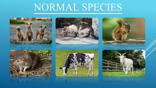 Forest and wildlife ppt | PPTX