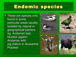 EEnnddeemmiicc ssppeecciieess 
 TThheessee aarree ssppeecciieess oonnllyy 
ffoouunndd iinn ssoommee 
ppaarrttiiccuullaarr aarreeaass uussuuaallllyy 
iissoollaatteedd bbyy nnaattuurraall oorr 
ggeeooggrraapphhiiccaall bbaarrrriieerrss.. 
eegg.. AAnnddaammaann tteeaall,, 
NNiiccoobbaarr ppiiggeeoonn,, 
AAnnddaammaann wwiilldd 
ppiigg,,mmiitthhuunn iinn AArruunnaacchhaall 
PPrraaddeesshh 
 