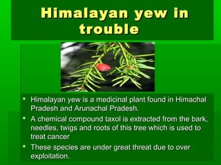Himalayan yyeeww iinn 
ttrroouubbllee 
 HHiimmaallaayyaann yyeeww iiss aa mmeeddiicciinnaall ppllaanntt ffoouunndd iinn HHiimmaacchhaall 
PPrraaddeesshh aanndd AArruunnaacchhaall PPrraaddeesshh.. 
 AA cchheemmiiccaall ccoommppoouunndd ttaaxxooll iiss eexxttrraacctteedd ffrroomm tthhee bbaarrkk,, 
nneeeeddlleess,, ttwwiiggss aanndd rroooottss ooff tthhiiss ttrreeee wwhhiicchh iiss uusseedd ttoo 
ttrreeaatt ccaanncceerr 
 TThheessee ssppeecciieess aarree uunnddeerr ggrreeaatt tthhrreeaatt dduuee ttoo oovveerr 
eexxppllooiittaattiioonn.. 
 