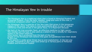 The Himalayan Yew in trouble
• The Himalayan Yew is a medicinal plant that is found in Himachal Pradesh and
Arunachal Pradesh. From the bark, needles, twigs and roots of this tree, a
chemical compound called ‘taxol’ is extracted.
• the Himalayan Yew is a species of the Yew trees that grows in the temperate
regions of the world. The name is most prominently given to any of various
coniferous trees and shrubs in the genus Taxus. It is important because:
• the bark of the tree provides Taxol, an effective medicine to fight cancer.
The needles and the bark is also used as a sedative and a remedy for respiratory
illness in the Unani medicine.
often butter tea is produced from the bark of the tree.
people of the Himalayan belt believe that gods and goddesses have their abode
in this tree.
. The species is under great threat due to over-exploitation. In the last one
decade, thousands of yew trees have dried up in various parts of Himachal
Pradesh and Arunachal Pradesh
 