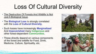Loss Of Cultural Diversity
• The Destruction Of Forests And Wildlife Is Not
Just A Biological Issue.
• The Biological Loss is strongly correlated
with the Loss of Cultural Diversity.
• Such losses have increasingly Marginalized
And Impoverished many Indigenous and
other forest-dependent Communities.
• These directly depend on various components
of the forest and wildlife for Food, Drink,
Medicine, Culture, Spirituality, etc.
 