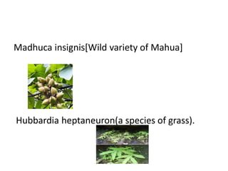 Madhuca insignis[Wild variety of Mahua]
Hubbardia heptaneuron(a species of grass).
 