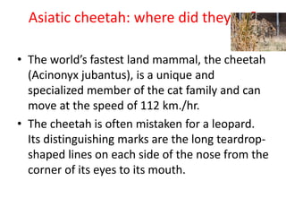Asiatic cheetah: where did they go?
• The world’s fastest land mammal, the cheetah
(Acinonyx jubantus), is a unique and
specialized member of the cat family and can
move at the speed of 112 km./hr.
• The cheetah is often mistaken for a leopard.
Its distinguishing marks are the long teardrop-
shaped lines on each side of the nose from the
corner of its eyes to its mouth.
 