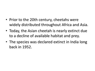 • Prior to the 20th century, cheetahs were
widely distributed throughout Africa and Asia.
• Today, the Asian cheetah is nearly extinct due
to a decline of available habitat and prey.
• The species was declared extinct in India long
back in 1952.
 