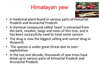 Himalayan yew
• A medicinal plant found in various parts of Himachal
Pradesh and Arunachal Pradesh.
• A chemical compound called ‘taxol’ is extracted from
the bark, needles, twigs and roots of this tree, and it
has been successfully used to treat some cancers
• The drug is now the biggest selling anti-cancer drug in
theworld.
• The species is under great threat due to over-
exploitation.
• In the last one decade, thousands of yew trees have
dried up in various parts of Himachal Pradesh and
Arunachal Pradesh.
 