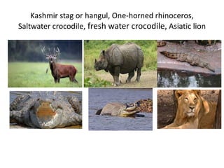 Kashmir stag or hangul, One-horned rhinoceros,
Saltwater crocodile, fresh water crocodile, Asiatic lion
 