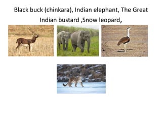 Black buck (chinkara), Indian elephant, The Great
Indian bustard ,Snow leopard,
 