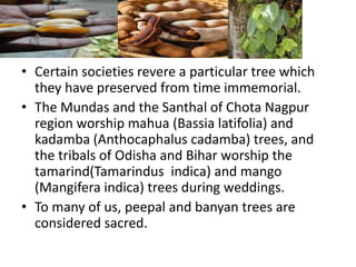• Certain societies revere a particular tree which
they have preserved from time immemorial.
• The Mundas and the Santhal of Chota Nagpur
region worship mahua (Bassia latifolia) and
kadamba (Anthocaphalus cadamba) trees, and
the tribals of Odisha and Bihar worship the
tamarind(Tamarindus indica) and mango
(Mangifera indica) trees during weddings.
• To many of us, peepal and banyan trees are
considered sacred.
 