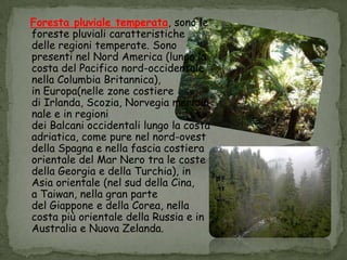 Foresta pluviale temperata, sono le
foreste pluviali caratteristiche
delle regioni temperate. Sono
presenti nel Nord America (lungo la
costa del Pacifico nord-occidentale,
nella Columbia Britannica),
in Europa(nelle zone costiere
di Irlanda, Scozia, Norvegia meridio
nale e in regioni
dei Balcani occidentali lungo la costa
adriatica, come pure nel nord-ovest
della Spagna e nella fascia costiera
orientale del Mar Nero tra le coste
della Georgia e della Turchia), in
Asia orientale (nel sud della Cina,
a Taiwan, nella gran parte
del Giappone e della Corea, nella
costa più orientale della Russia e in
Australia e Nuova Zelanda.
 
