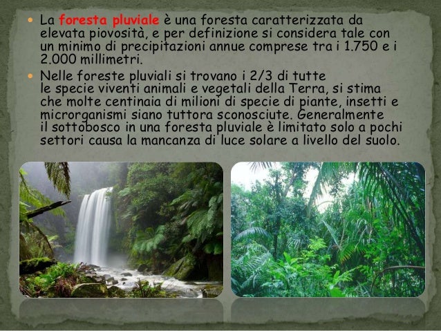 Foresta pluviale