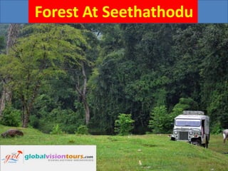 Forest At Seethathodu

 