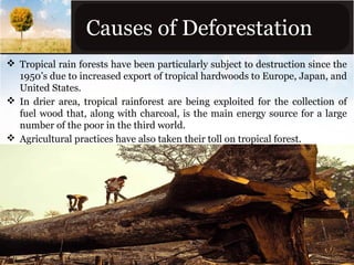 Causes of Deforestation
 Tropical rain forests have been particularly subject to destruction since the
1950’s due to increased export of tropical hardwoods to Europe, Japan, and
United States.
 In drier area, tropical rainforest are being exploited for the collection of
fuel wood that, along with charcoal, is the main energy source for a large
number of the poor in the third world.
 Agricultural practices have also taken their toll on tropical forest.

 