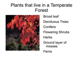 There are also many types of different animals such as squirrels, deer, bears and mice.  