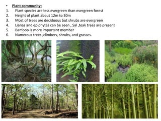 Tree Biomes Forest biomes | PPTX