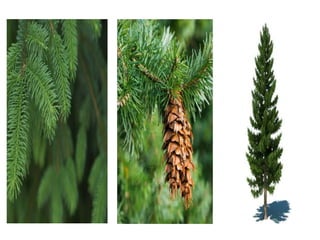 Forest biomes | PPTX