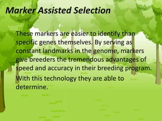 Marker Assisted Selection
These markers are easier to identify than
specific genes themselves. By serving as
constant landmarks in the genome, markers
give breeders the tremendous advantages of
speed and accuracy in their breeding program.
With this technology they are able to
determine.
 