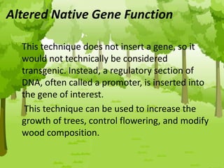 Altered Native Gene Function
This technique does not insert a gene, so it
would not technically be considered
transgenic. Instead, a regulatory section of
DNA, often called a promoter, is inserted into
the gene of interest.
This technique can be used to increase the
growth of trees, control flowering, and modify
wood composition.
 