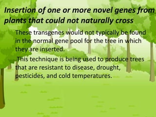Insertion of one or more novel genes from
plants that could not naturally cross
These transgenes would not typically be found
in the normal gene pool for the tree in which
they are inserted.
This technique is being used to produce trees
that are resistant to disease, drought,
pesticides, and cold temperatures.
 