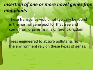 Insertion of one or more novel genes from
non-plants
These transgenes would not typically be found
in the normal gene pool for that tree and
come from organisms in a different kingdom.
Trees engineered to absorb pollutants from
the environment rely on these types of genes.
 