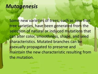Mutagenesis
Some new varieties of trees, such as new fruit
tree varieties, have been generated from the
selection of natural or induced mutations that
can alter color, smoothness, shape, and seed
characteristics. Mutated branches can be
asexually propagated to preserve and
maintain the new characteristic resulting from
the mutation.
 