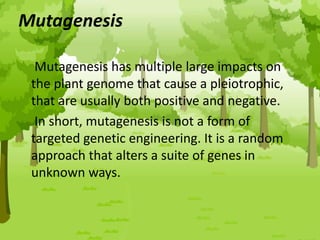 Mutagenesis
Mutagenesis has multiple large impacts on
the plant genome that cause a pleiotrophic,
that are usually both positive and negative.
In short, mutagenesis is not a form of
targeted genetic engineering. It is a random
approach that alters a suite of genes in
unknown ways.
 