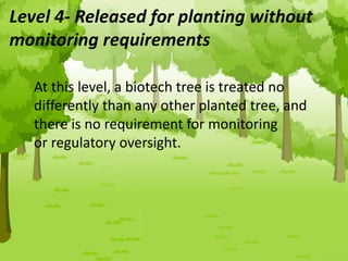 Level 4- Released for planting without
monitoring requirements
At this level, a biotech tree is treated no
differently than any other planted tree, and
there is no requirement for monitoring
or regulatory oversight.
 