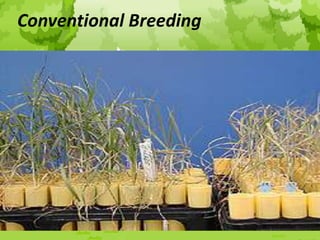 Conventional Breeding
 