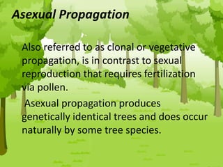 Asexual Propagation
Also referred to as clonal or vegetative
propagation, is in contrast to sexual
reproduction that requires fertilization
via pollen.
Asexual propagation produces
genetically identical trees and does occur
naturally by some tree species.
 