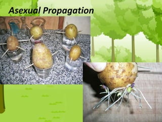 Asexual Propagation
 